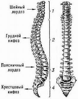 Физиологические изгибы позвоночника человека